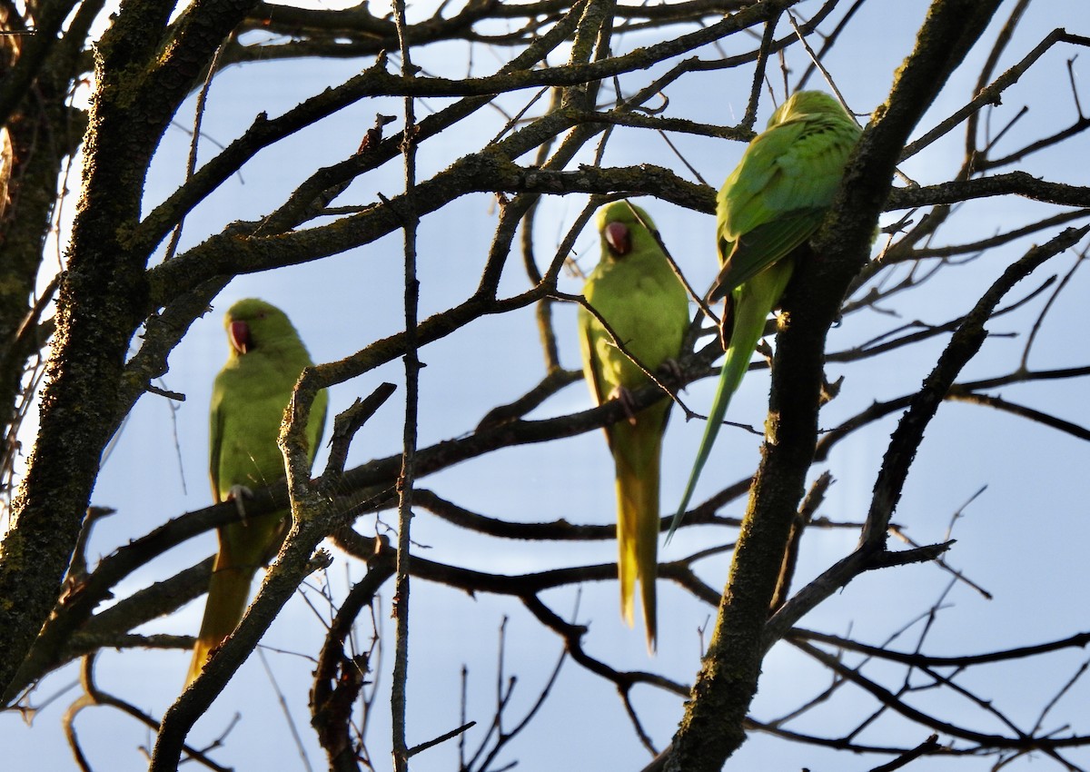 Rose-ringed Parakeet - Michelle Bélanger