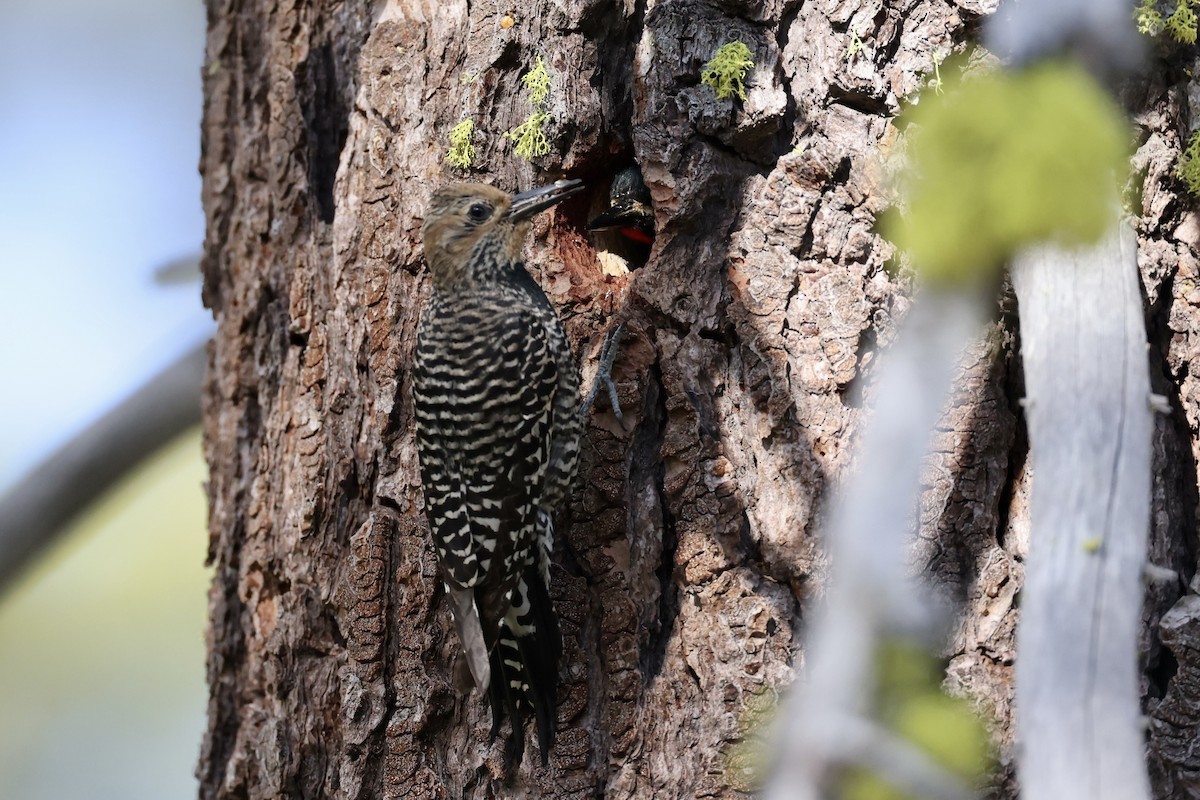 Williamson's Sapsucker - ML620733713