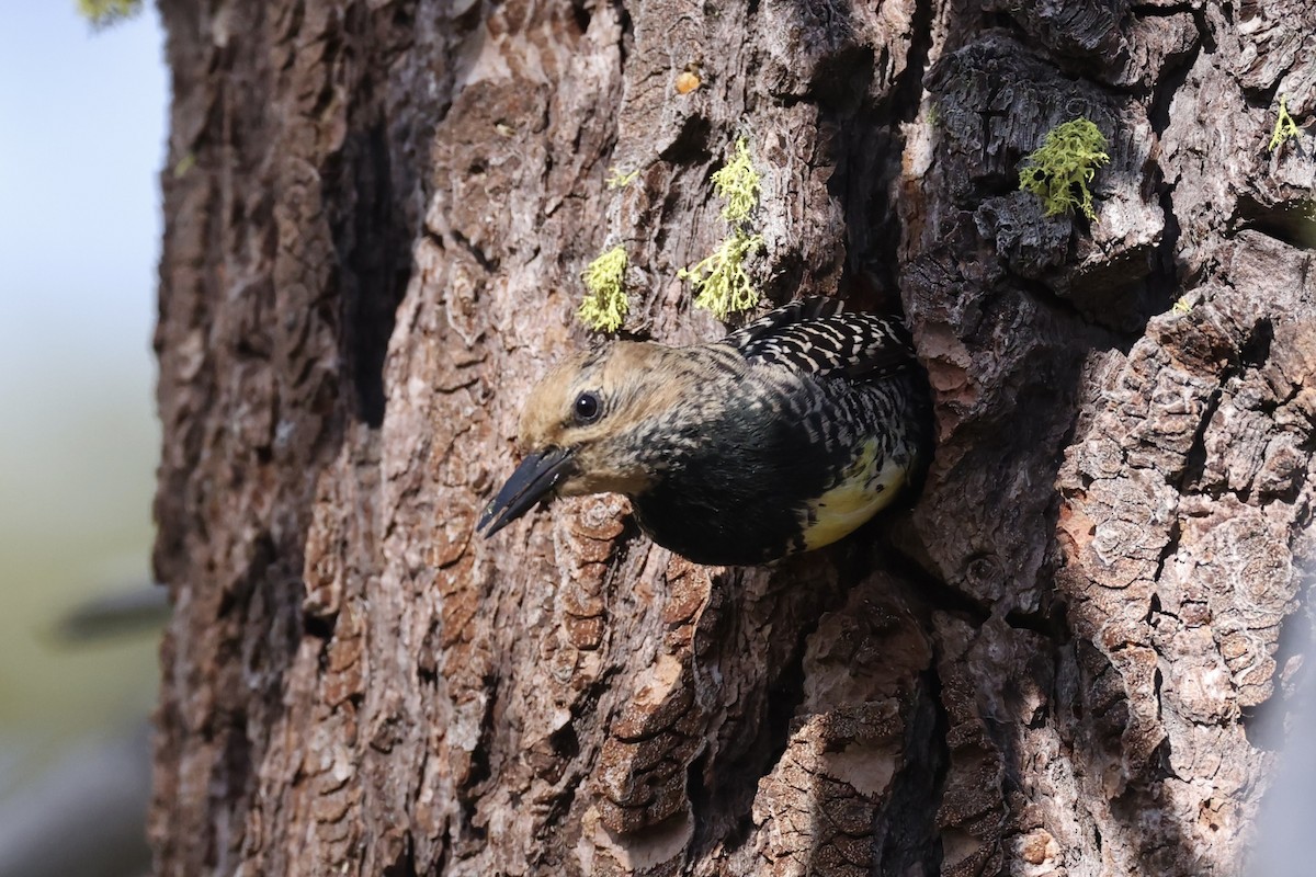 Williamson's Sapsucker - ML620733715