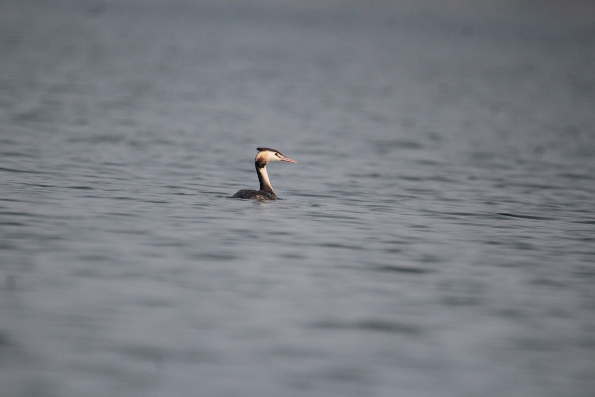 Great Crested Grebe - ML620733718