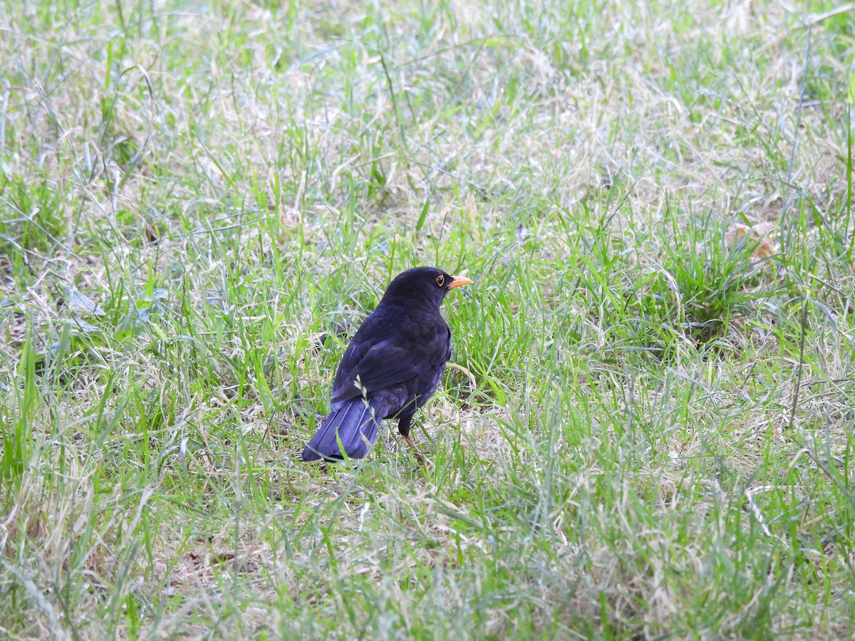 Eurasian Blackbird - ML620733719