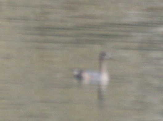 Australasian Grebe - ML620733720