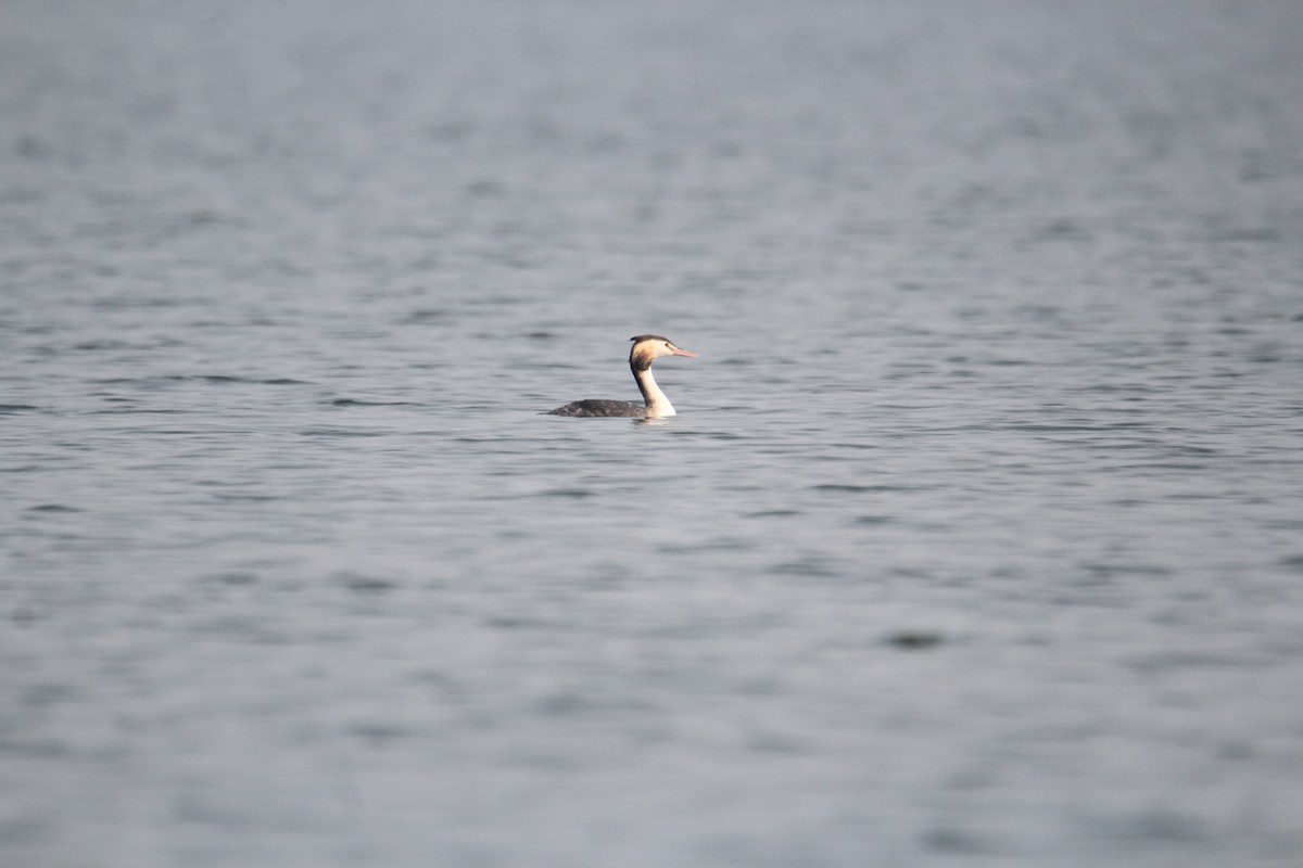 Great Crested Grebe - ML620733721