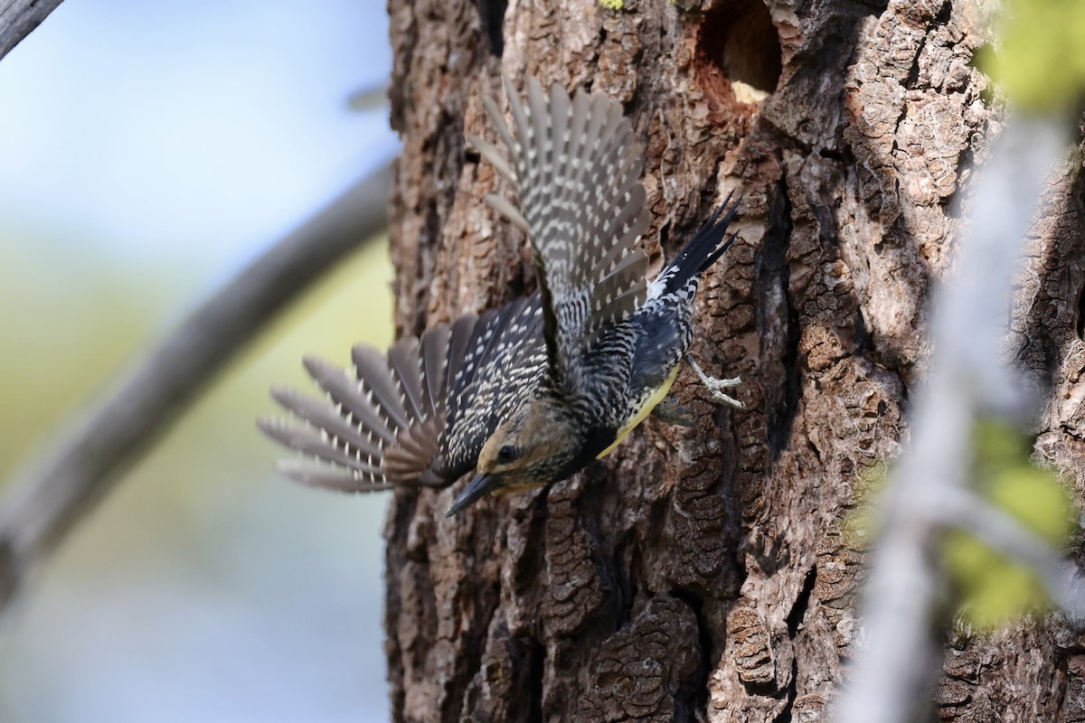 Williamson's Sapsucker - ML620733722