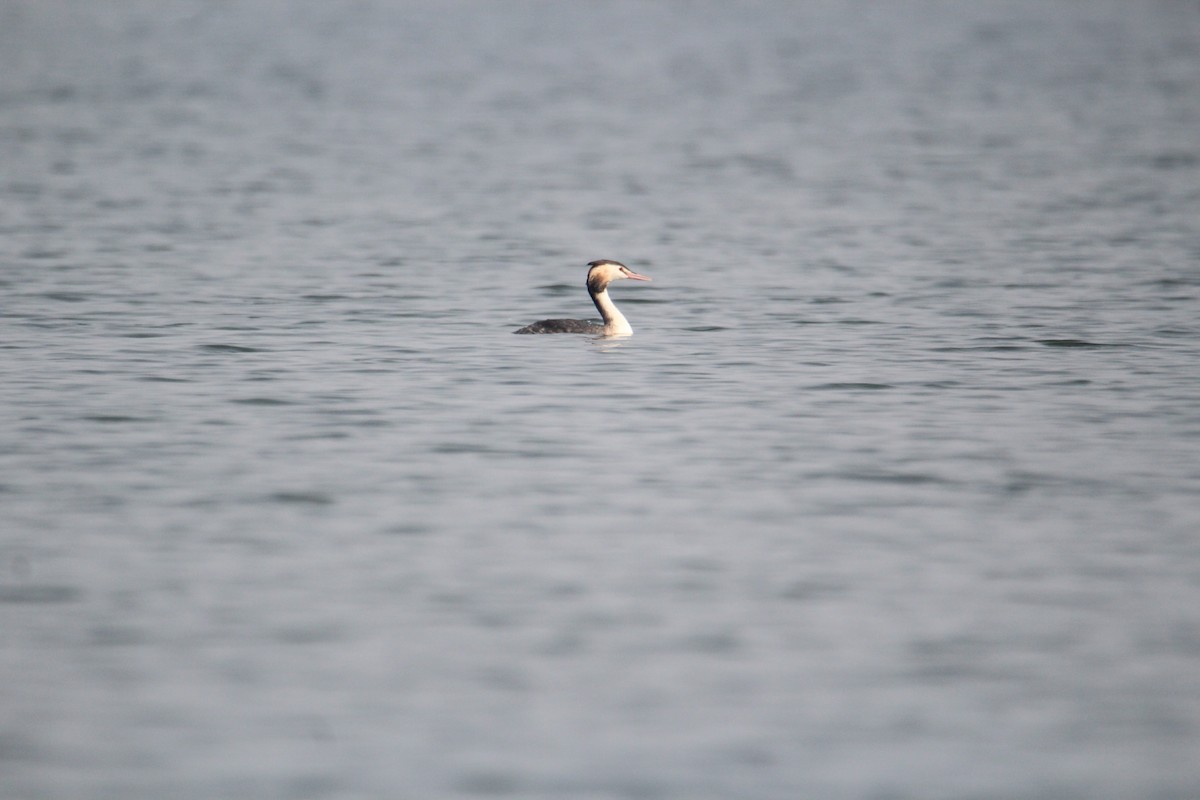 Great Crested Grebe - ML620733723