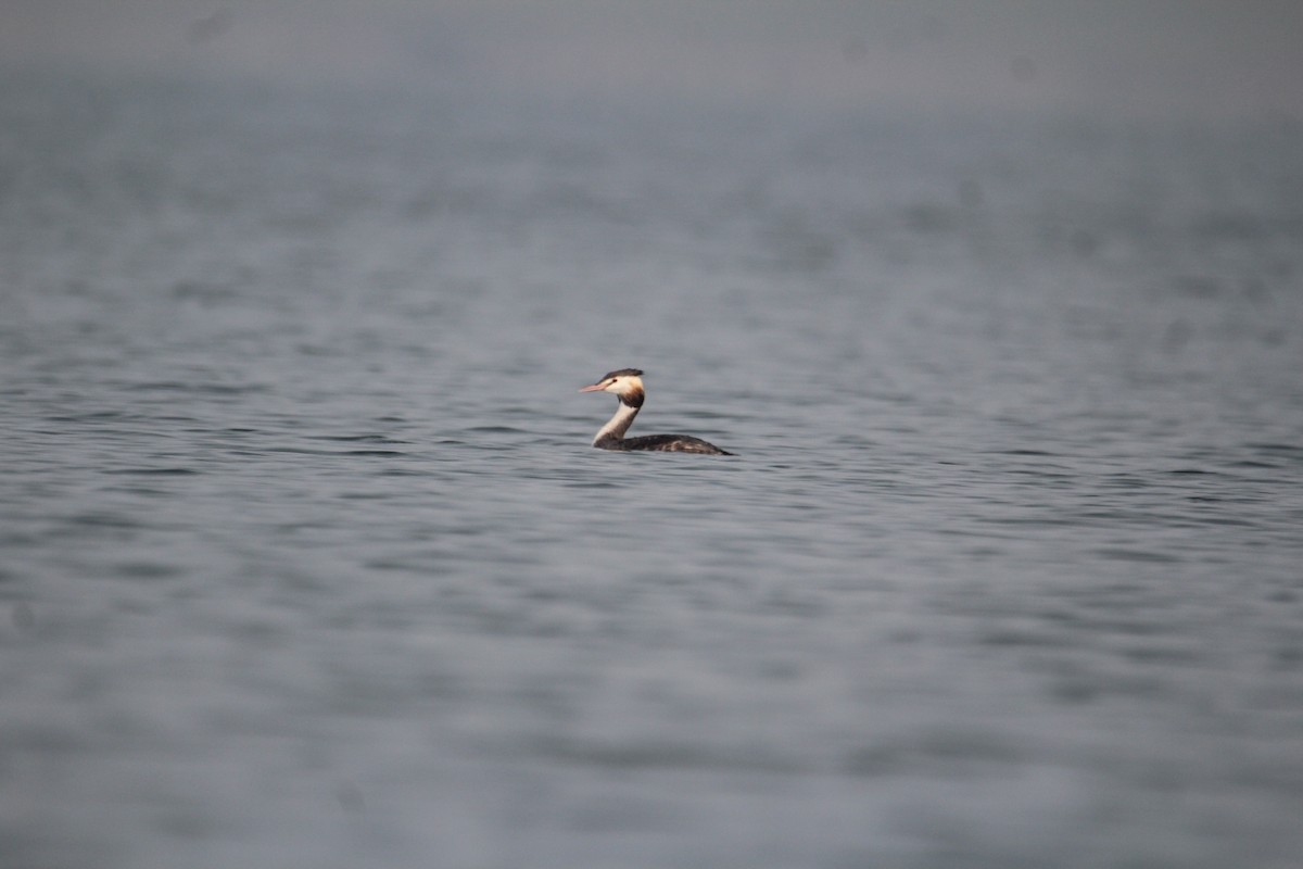 Great Crested Grebe - ML620733724