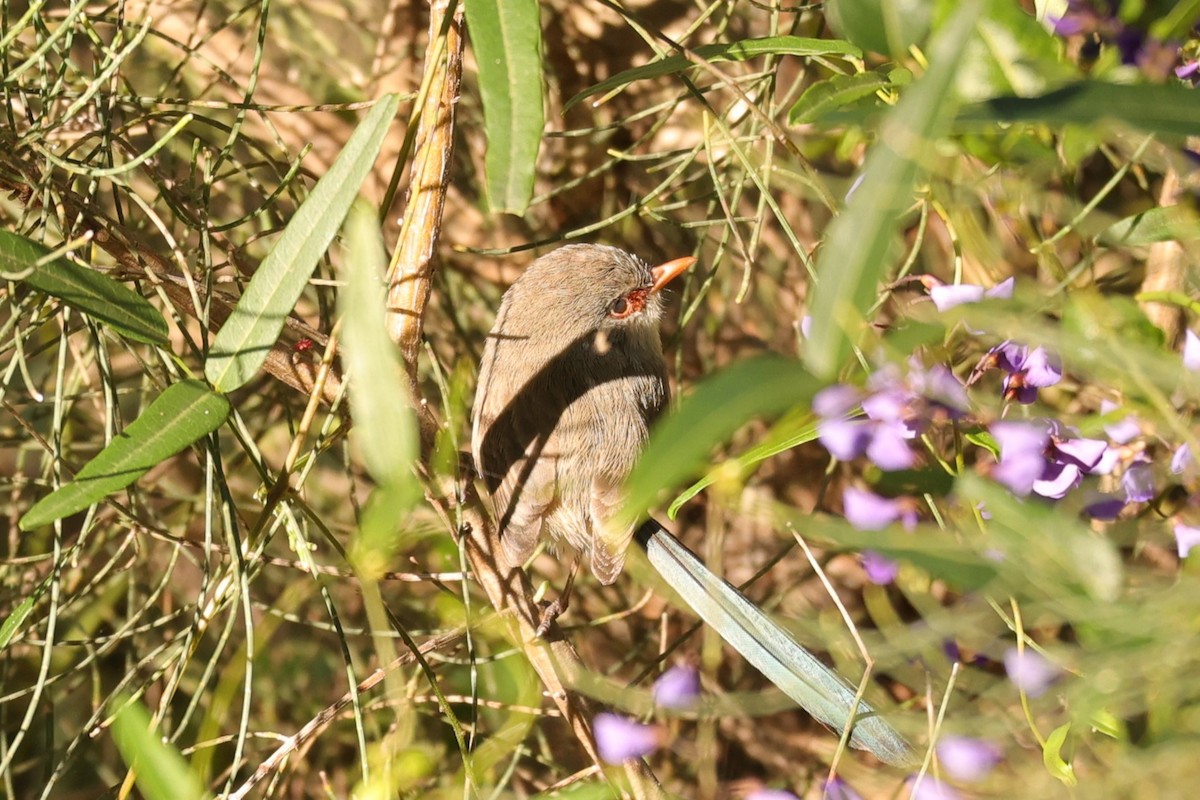 Purple-backed Fairywren - ML620733726