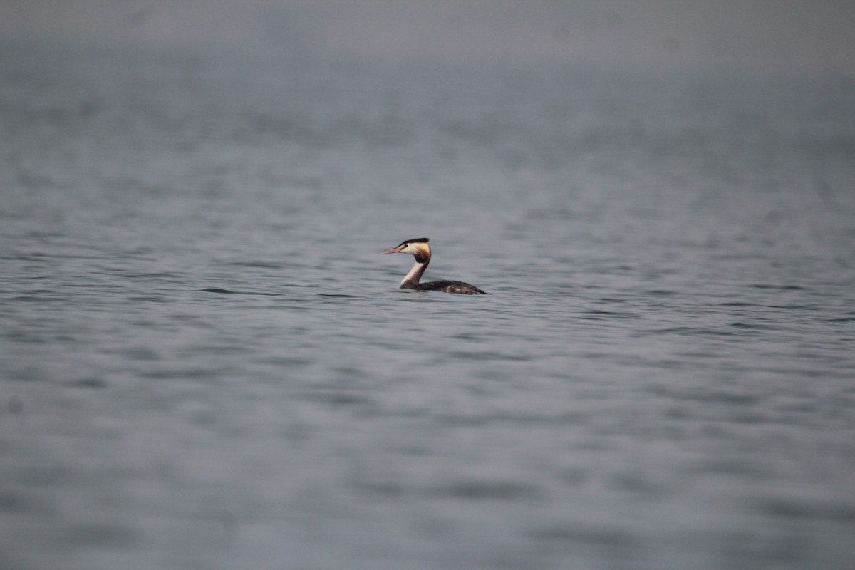 Great Crested Grebe - ML620733728