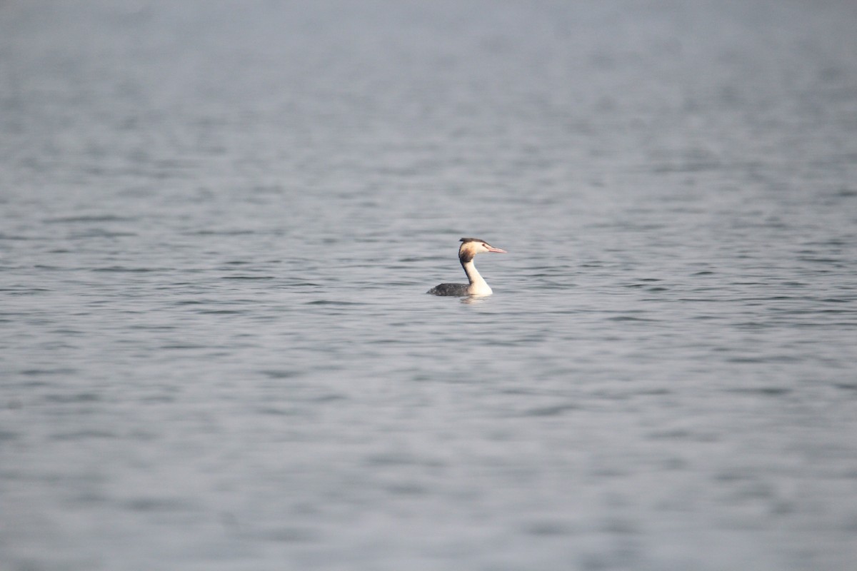 Great Crested Grebe - ML620733729