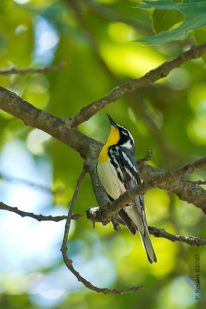 Yellow-throated Warbler - ML620733730