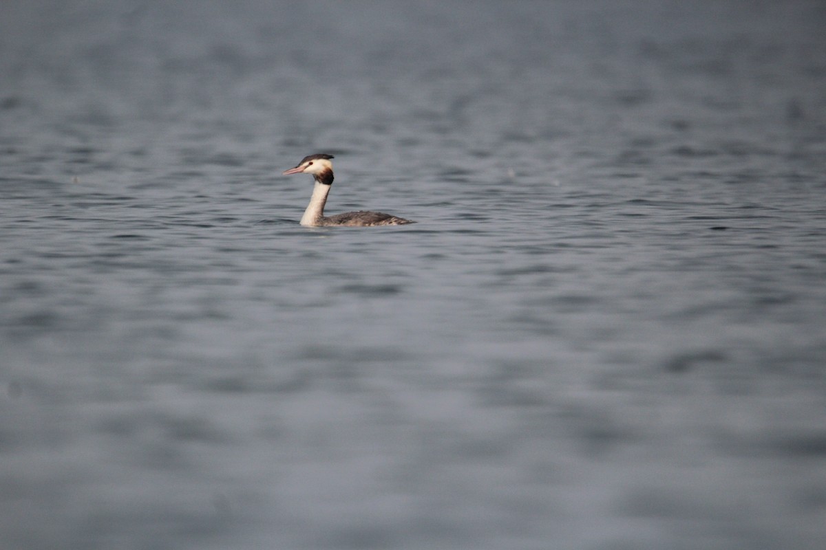 Great Crested Grebe - ML620733732