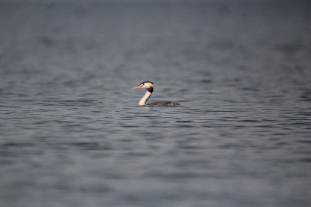 Great Crested Grebe - ML620733733