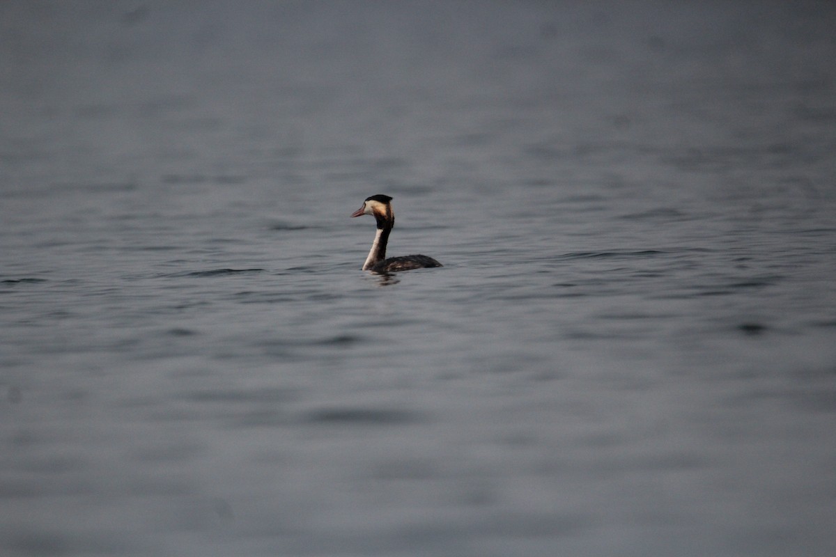 Great Crested Grebe - ML620733734