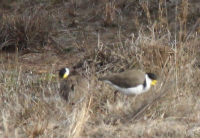 Masked Lapwing - ML620733738