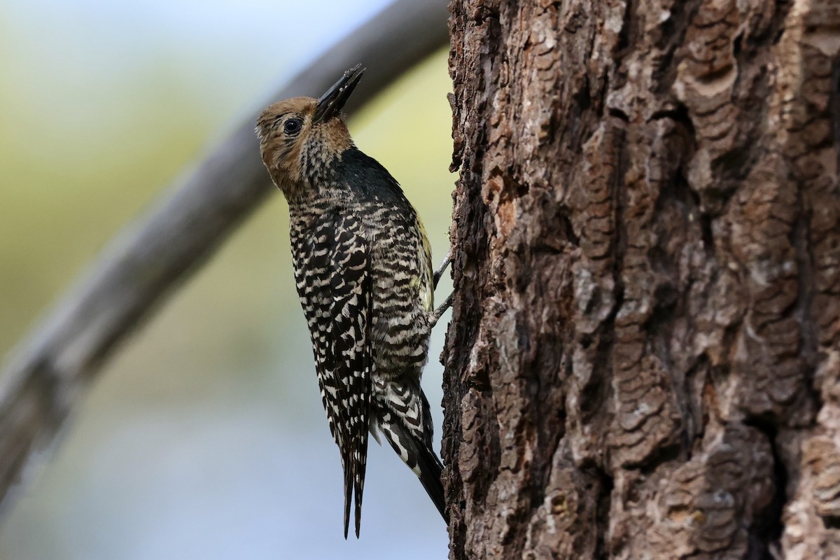 Williamson's Sapsucker - ML620733739