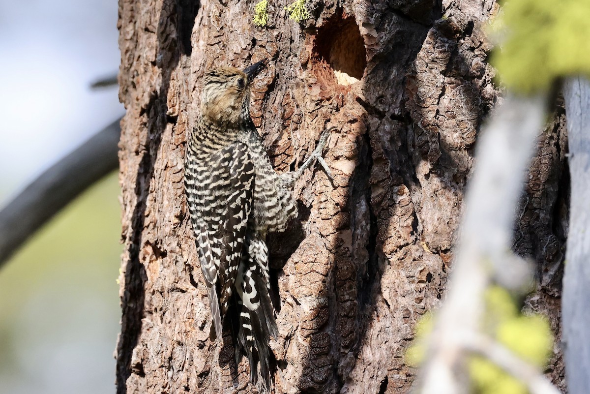 Williamson's Sapsucker - ML620733741