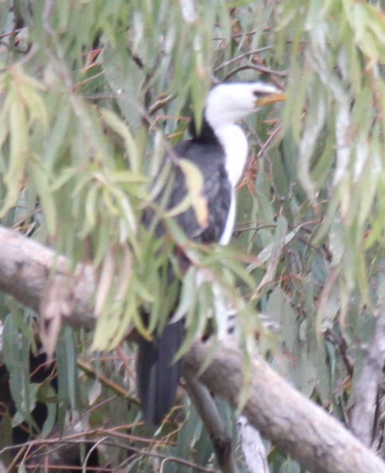 Little Pied Cormorant - ML620733742