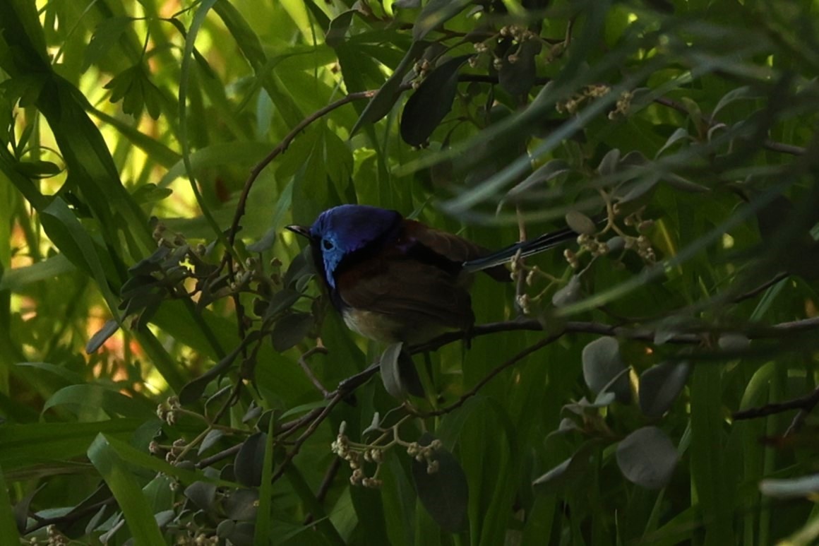 Purple-backed Fairywren - ML620733743