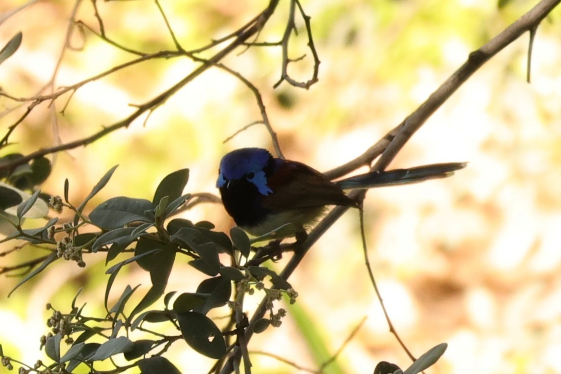 Purple-backed Fairywren - ML620733744