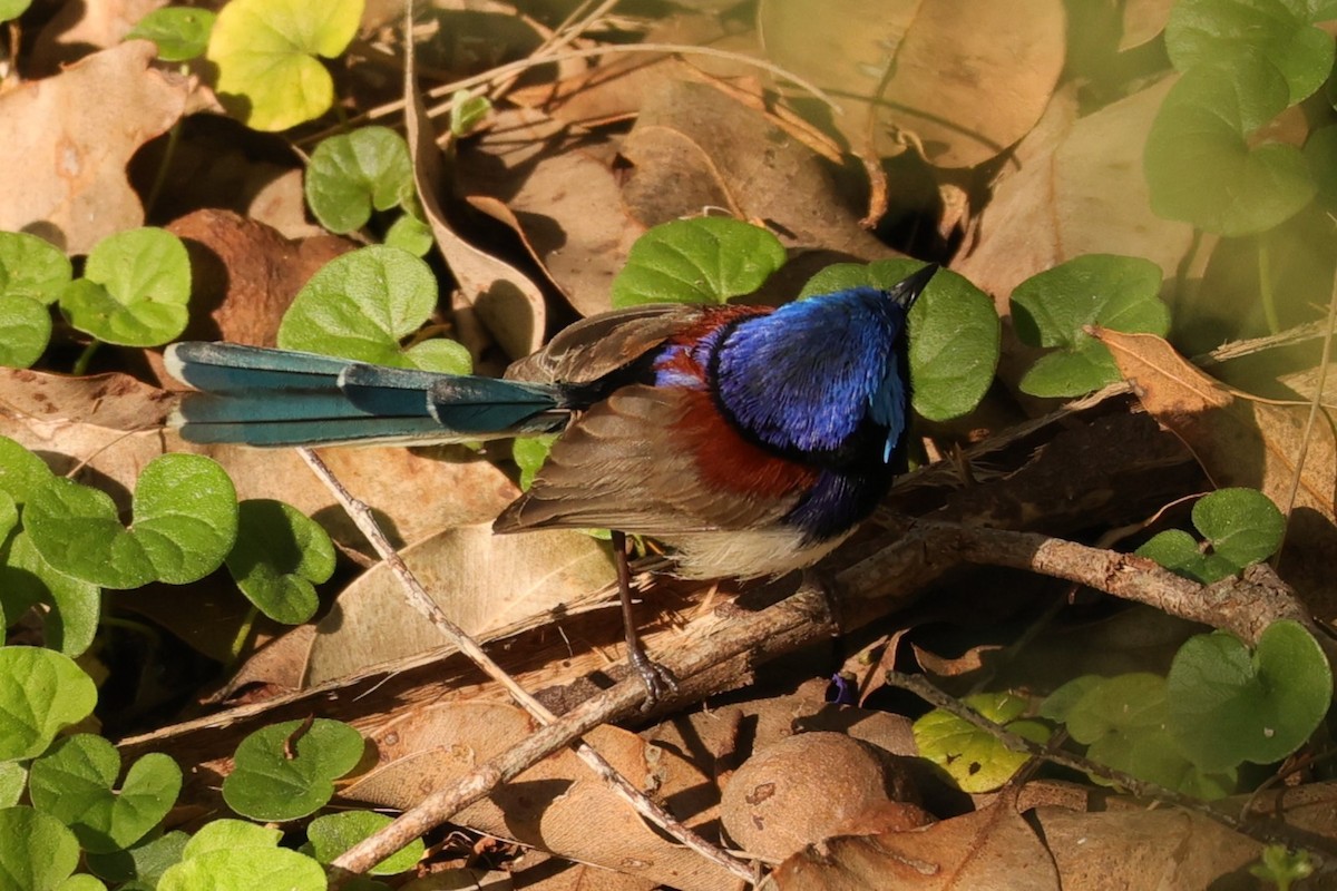 Purple-backed Fairywren - ML620733745