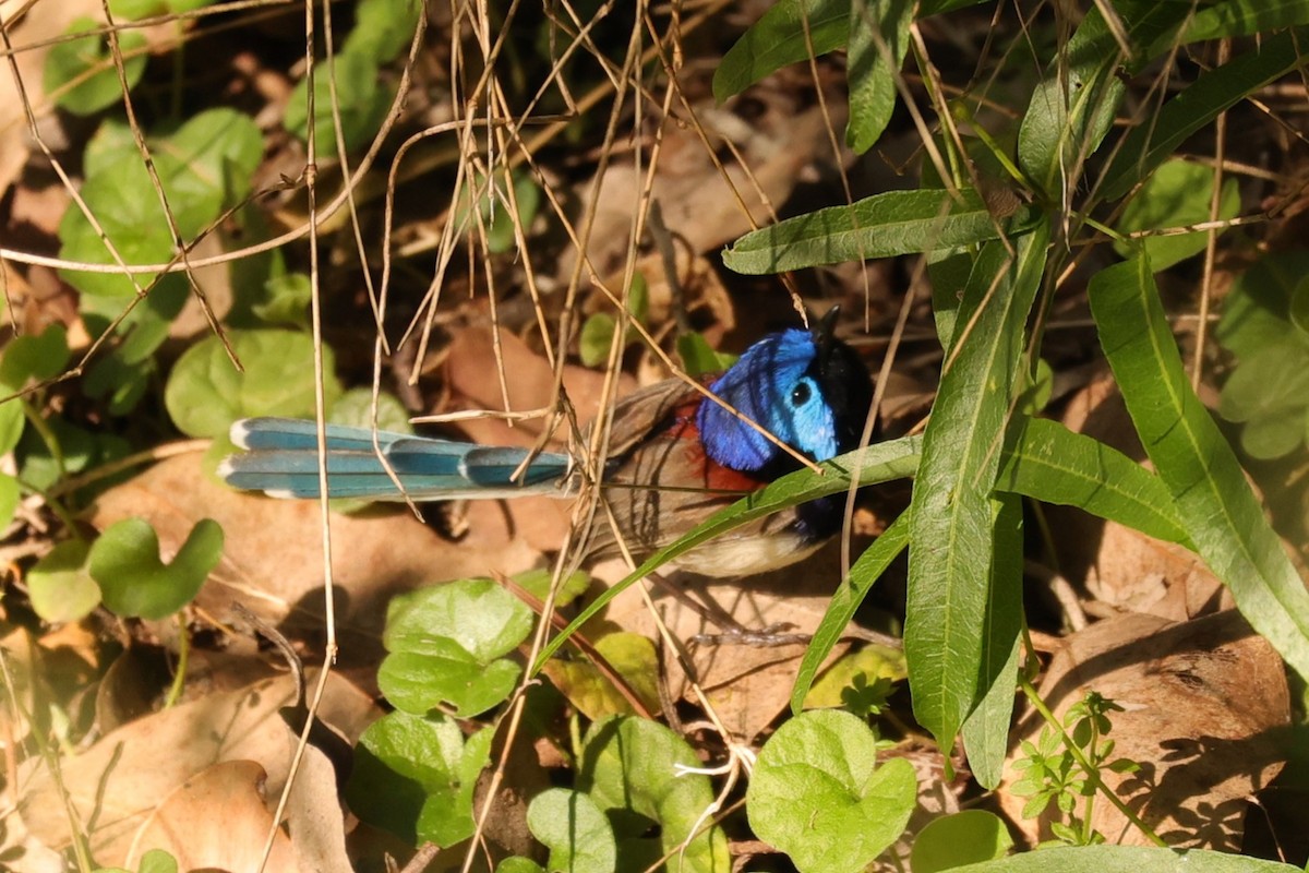 Purple-backed Fairywren - ML620733746