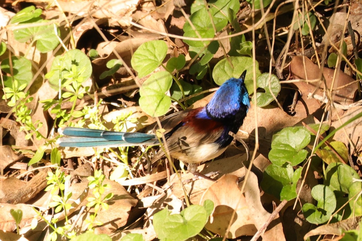 Purple-backed Fairywren - ML620733747