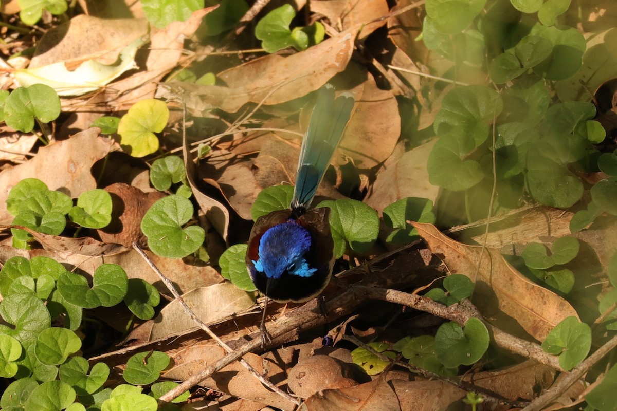 Purple-backed Fairywren - ML620733749