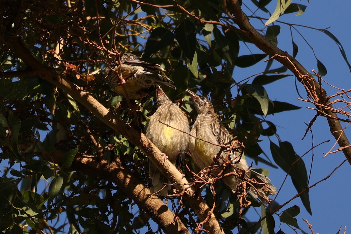 Red Wattlebird - ML620733769