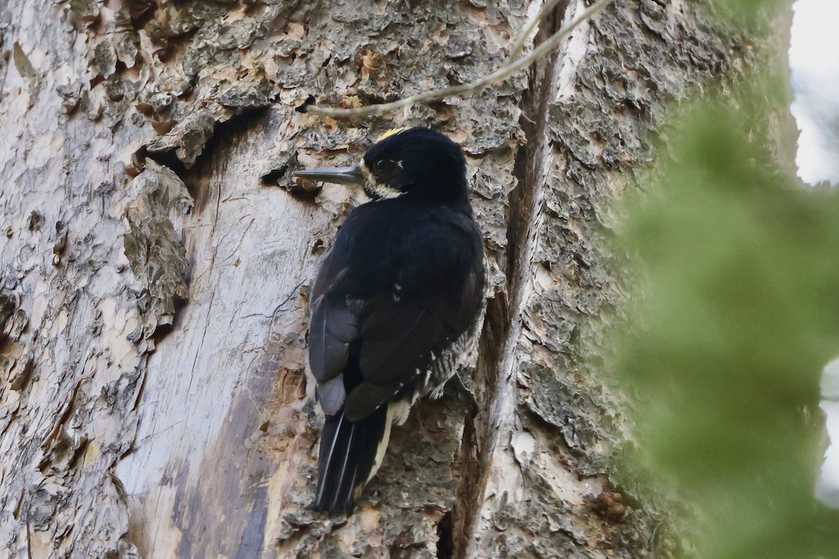 Black-backed Woodpecker - ML620733770