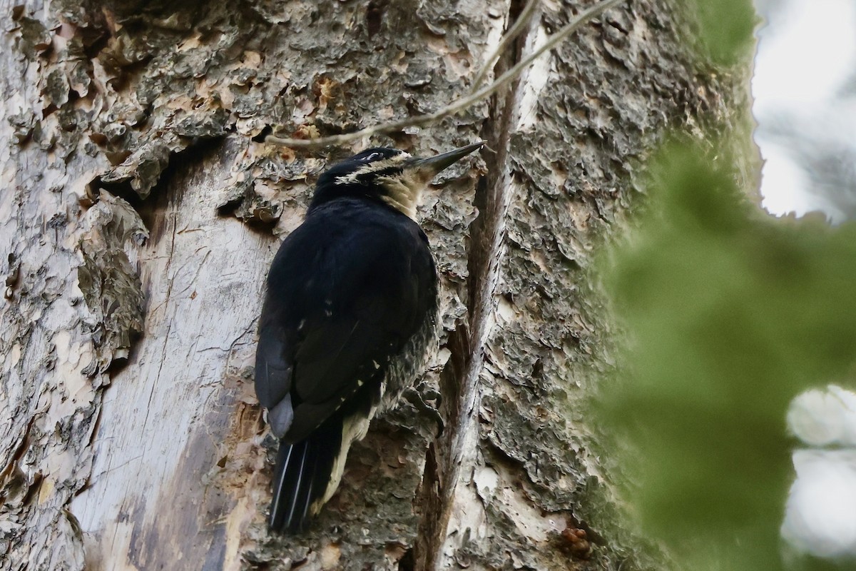 Black-backed Woodpecker - ML620733775