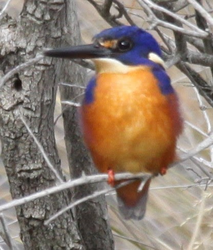 Martin-pêcheur à dos bleu - ML620733777