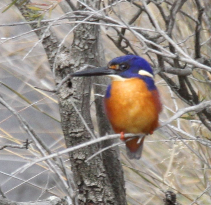 Azure Kingfisher - ML620733778