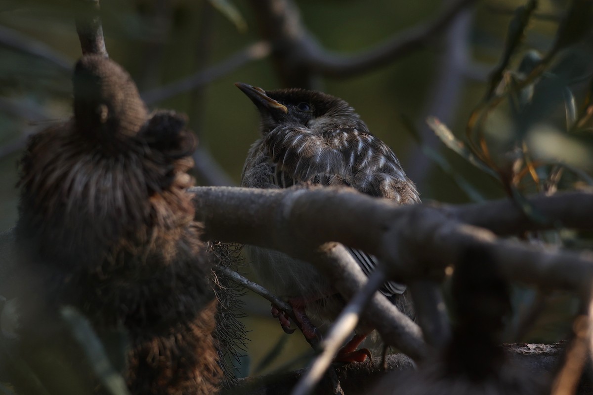 Red Wattlebird - ML620733780