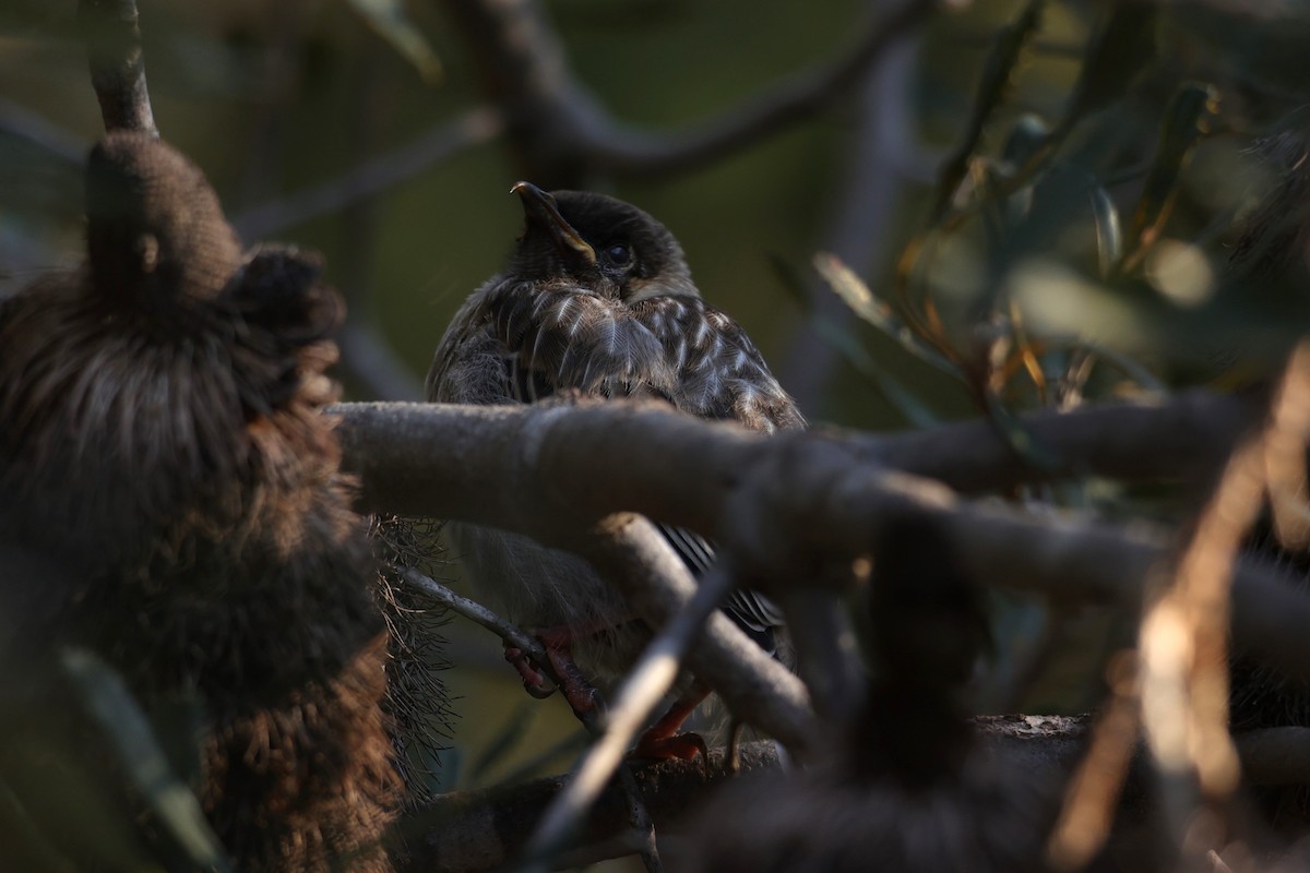 Red Wattlebird - ML620733781