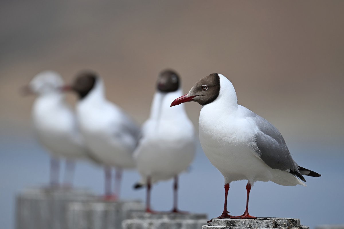 Brown-headed Gull - ML620733783