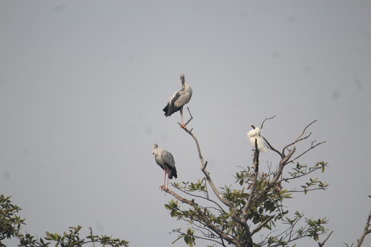 Asian Openbill - ML620733786