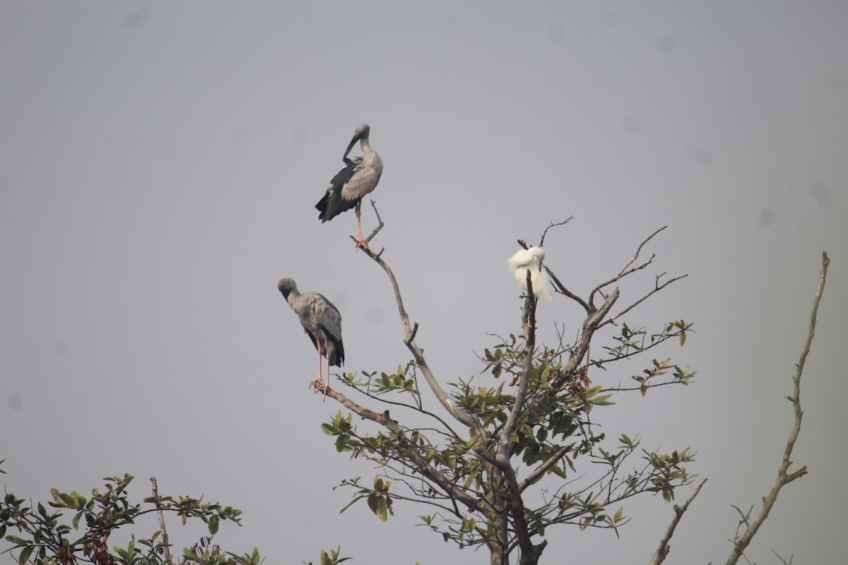 Asian Openbill - ML620733787