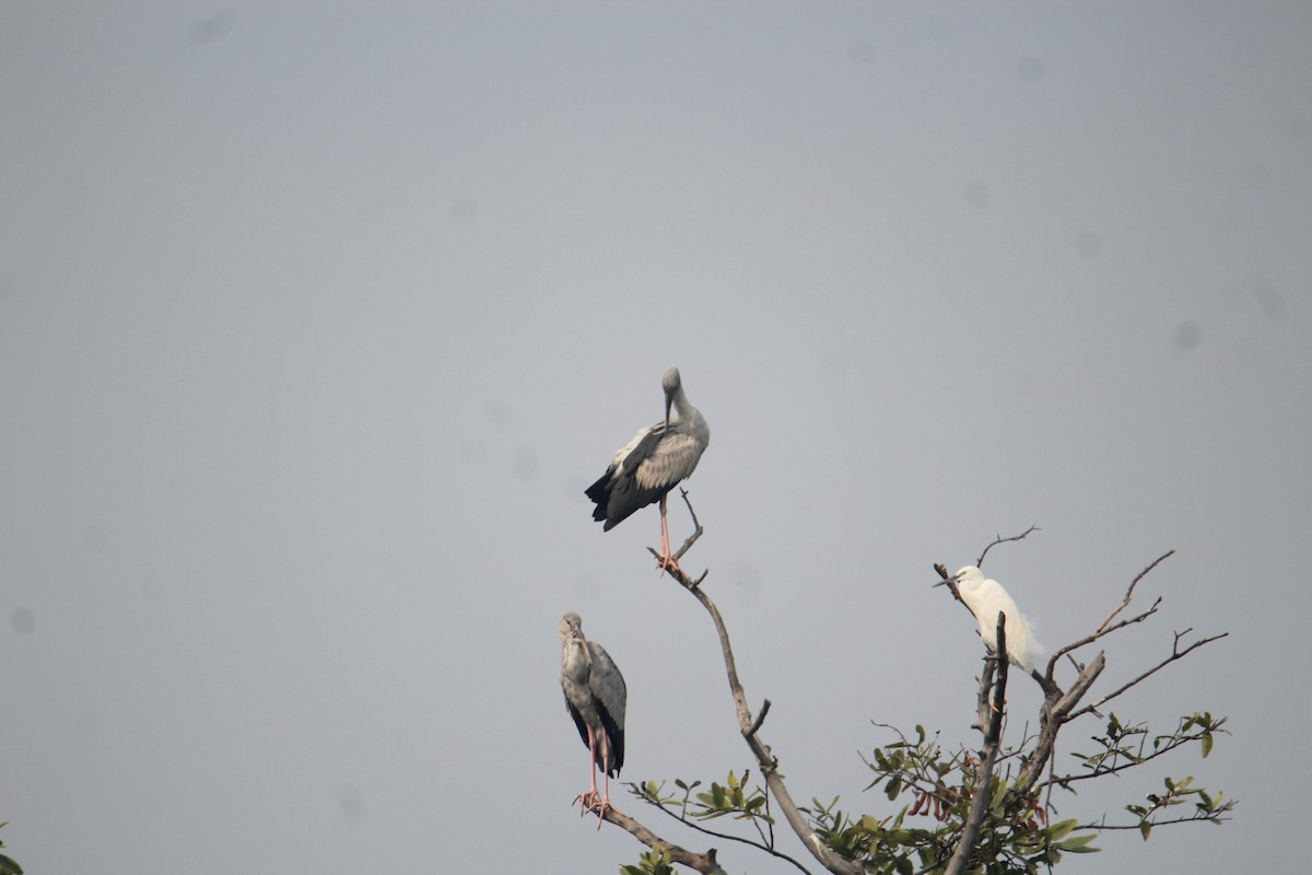 Asian Openbill - Karthick VS