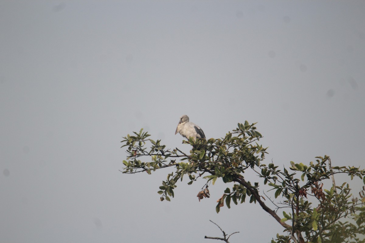 Asian Openbill - ML620733789