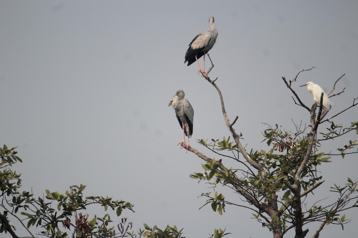 Asian Openbill - ML620733790