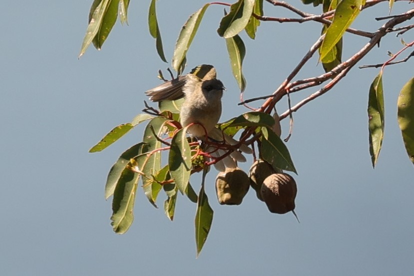 Brown Honeyeater - Kylie-Anne Cramsie