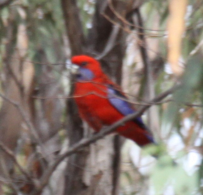 Crimson Rosella - ML620733793