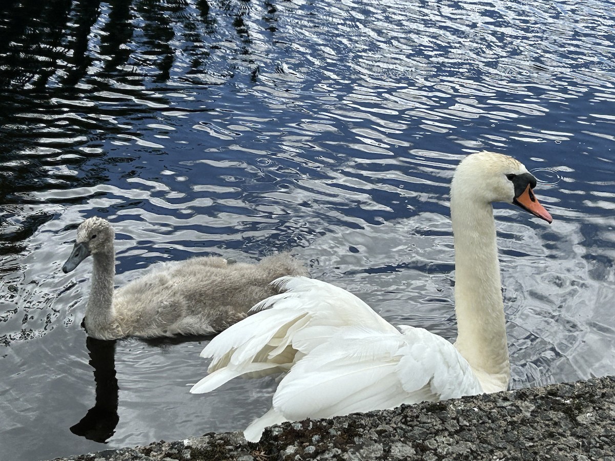 Mute Swan - ML620733797