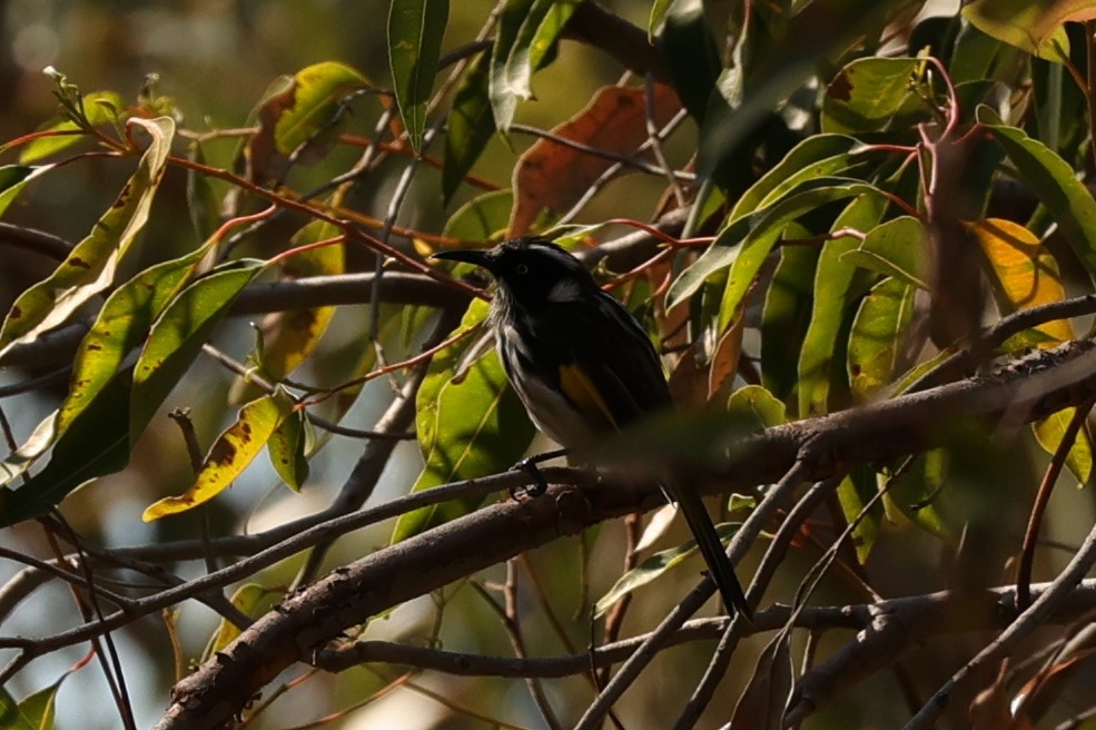 New Holland Honeyeater - ML620733799