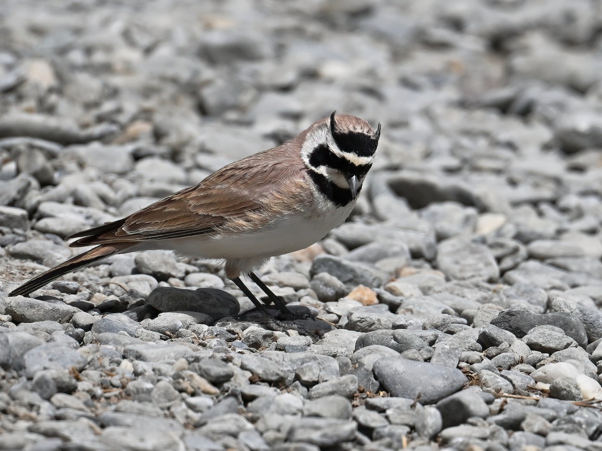 Horned Lark - ML620733800