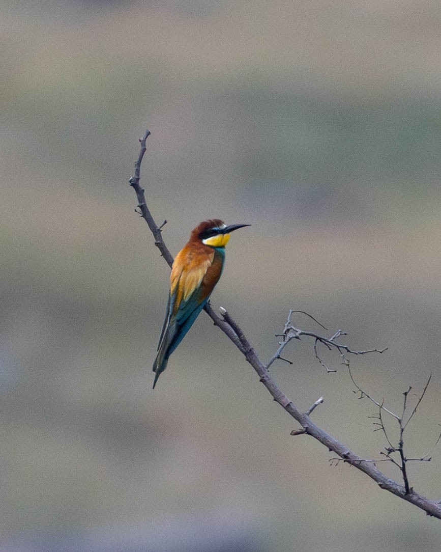 European Bee-eater - ML620733801