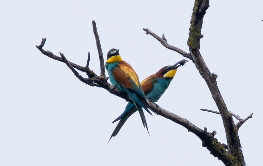 European Bee-eater - ML620733802