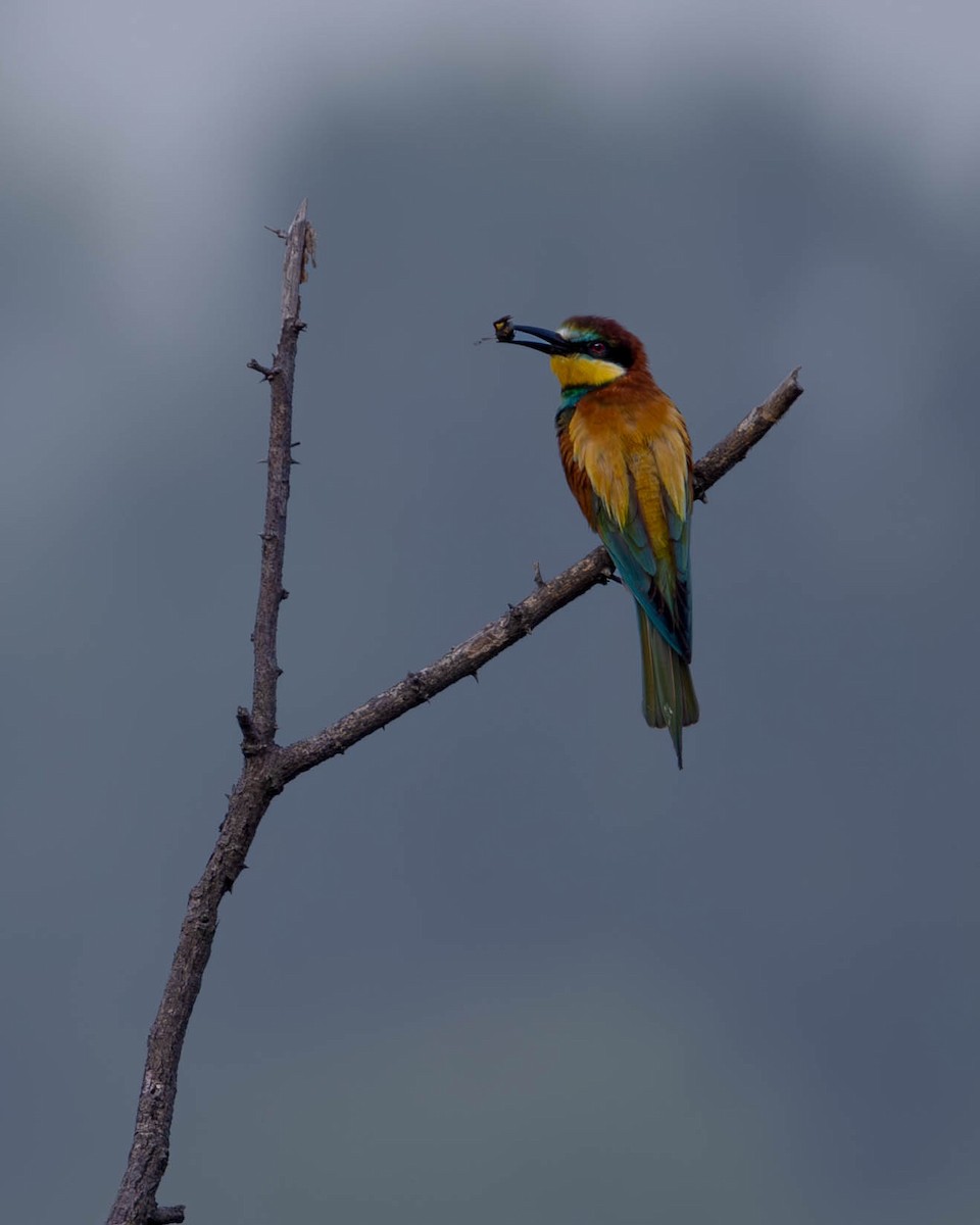 European Bee-eater - ML620733804