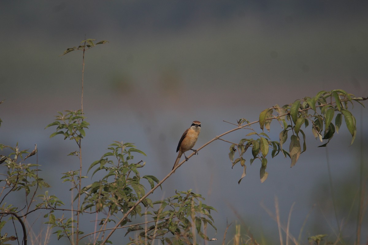 Brown Shrike - ML620733807