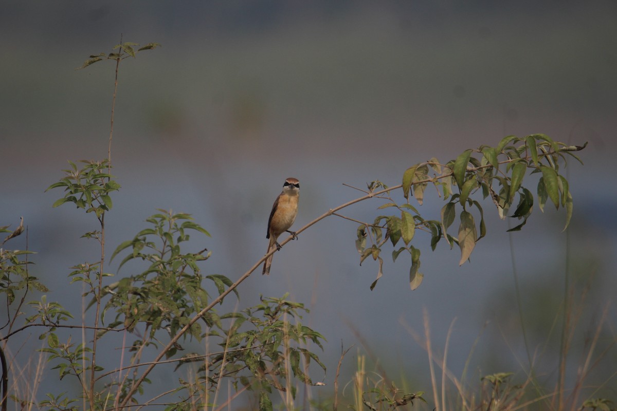 Brown Shrike - ML620733808